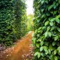 20 US Seeds Black Peppercorn Piper nigrum Vine