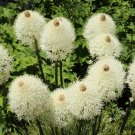 100 US Seeds Tall Flower Beargrass WHITE TORCH LILY Xerophyllum tenax