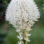 100 US Seeds Tall Flower Beargrass WHITE TORCH LILY Xerophyllum tenax