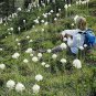 100 US Seeds Tall Flower Beargrass WHITE TORCH LILY Xerophyllum tenax