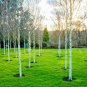 Betula papyrifera White Paper Birch Tree 50 US Seeds
