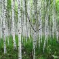 Betula papyrifera White Paper Birch Tree 50 US Seeds