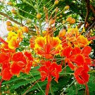 10 US Seeds Dwarf Poinciana RED BIRD OF PARADISE MEXICAN