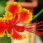 10 US Seeds Dwarf Poinciana RED BIRD OF PARADISE MEXICAN