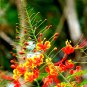10 US Seeds Dwarf Poinciana RED BIRD OF PARADISE MEXICAN