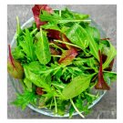 1000 US Seeds Gourmet Lettuce Blend