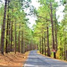 40 US Seeds Tree Pinus Ponderosa LARGE