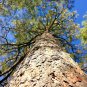 40 US Seeds Tree Pinus Ponderosa LARGE