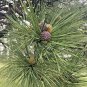 40 US Seeds Tree Pinus Ponderosa LARGE