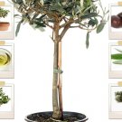 Purple Olive Olea Africana Fruit 15 US Seeds