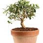 Purple Olive Olea Africana Fruit 15 US Seeds