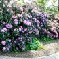 50 US Seeds California PINK AZALEA RHODODENDRON macrophyllum Flower Shrub Tree