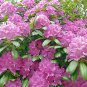 50 US Seeds California PINK AZALEA RHODODENDRON macrophyllum Flower Shrub Tree