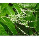 Lily of the Valley Sourwood Oxydendrum arboreum 100 US Seeds