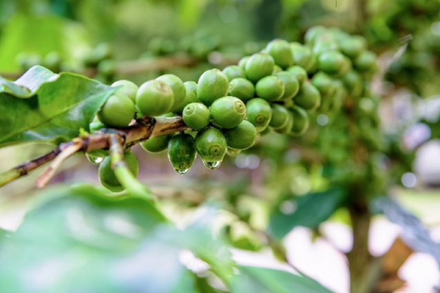 10 US Seeds DWARF Arabica Coffee Plant Coffea catura
