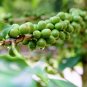 10 US Seeds DWARF Arabica Coffee Plant Coffea catura