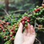 10 US Seeds DWARF Arabica Coffee Plant Coffea catura
