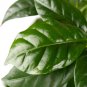 10 US Seeds DWARF Arabica Coffee Plant Coffea catura
