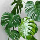Swiss Cheese Plant Monstera deliciosa 5 US Seeds