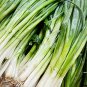 1200 US SEEDS GREEN ONION Tokyo Long White Bunching Scallion