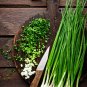 1200 US SEEDS GREEN ONION Tokyo Long White Bunching Scallion