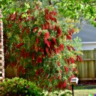 100 US Seeds Weeping Bottle Brush C viminalis