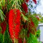 100 US Seeds Weeping Bottle Brush C viminalis