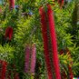 100 US Seeds Weeping Bottle Brush C viminalis