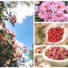 35 US Seeds Rosa Canina Pink Flowering Rosehip Rose Bush