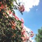35 US Seeds Rosa Canina Pink Flowering Rosehip Rose Bush