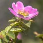 35 US Seeds Rosa Canina Pink Flowering Rosehip Rose Bush