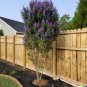 50 US Seeds Chaste Tree Vitus angus castus