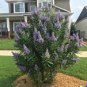 50 US Seeds Chaste Tree Vitus angus castus