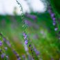 100 US SEEDS MEDICINAL SKULLCAP HERB Scutellaria lateriflora Mad Dog