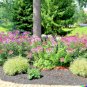 300 US Seeds Cleome Spider Flower White Pink Purple Wildflower