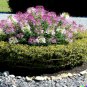 300 US Seeds Cleome Spider Flower White Pink Purple Wildflower