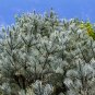30 US Seeds California White Fir Abies Concolor Pine Christmas Tree
