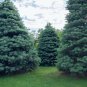 30 US Seeds California White Fir Abies Concolor Pine Christmas Tree