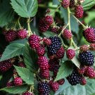 BLACKBERRY Rubus ursinus 50 US SEEDS