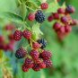 BLACKBERRY Rubus ursinus 50 US SEEDS