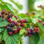 BLACKBERRY Rubus ursinus 50 US SEEDS