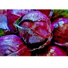 500 US Seeds Vegetable Cabbage Red Acre Heirloom Non GMO Garden Fresh