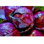 500 US Seeds Vegetable Cabbage Red Acre Heirloom Non GMO Garden Fresh