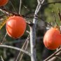 Native Fruit Tree Common Persimmon Diospyros virginian 5 US Seeds