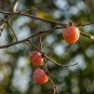 Native Fruit Tree Common Persimmon Diospyros virginian 5 US Seeds