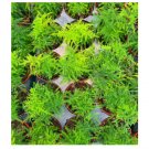 Asparagus Plumosa Nana Fern 20 US Seeds