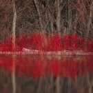 30 US Seeds Red Twig Tree Bush Osier Dogwood Cornus sericea