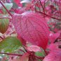 30 US Seeds Red Twig Tree Bush Osier Dogwood Cornus sericea