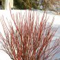 30 US Seeds Red Twig Tree Bush Osier Dogwood Cornus sericea