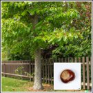 5 US Seeds Horse Chestnut Tree Fresh Nuts Aesculus Conkers